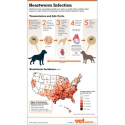 heartworm infographic infection threat pets nation wide